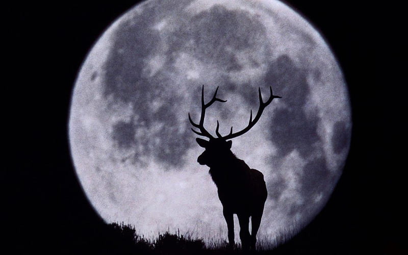 Deer-and-Full-Moon, moon, full moon, dark, bonito, animals, night, deer, HD wallpaper