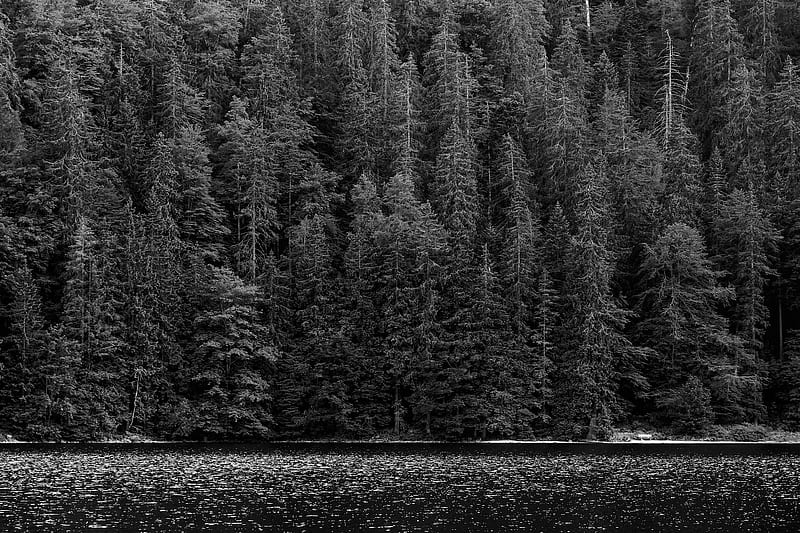 grayscale of trees near river, HD wallpaper