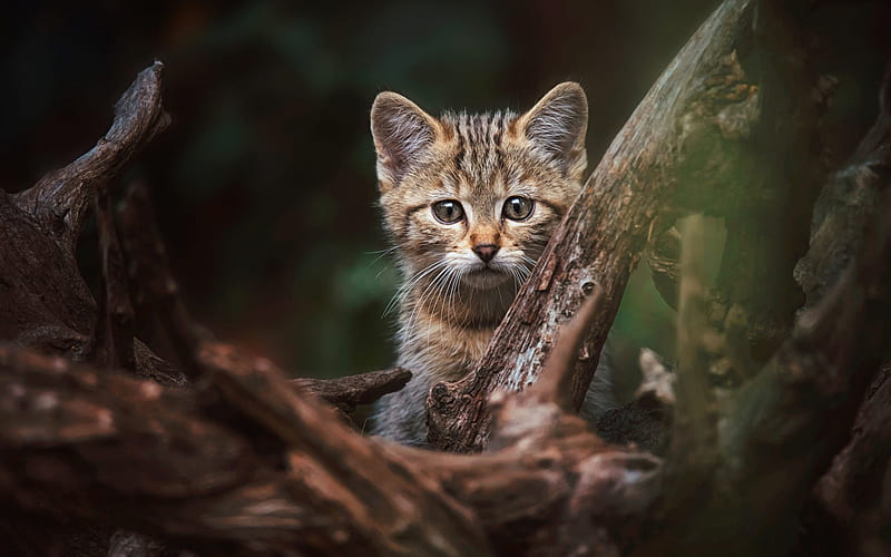 European wildcat, small kitten, forest, wildlife, cats, Europe, HD wallpaper