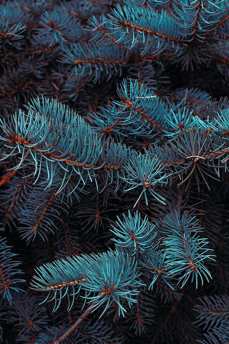 spruce, branches, macro, needles, plant, HD phone wallpaper