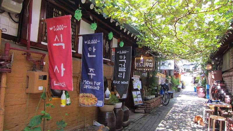 Alleyway, tree, restaurants, korea, HD wallpaper