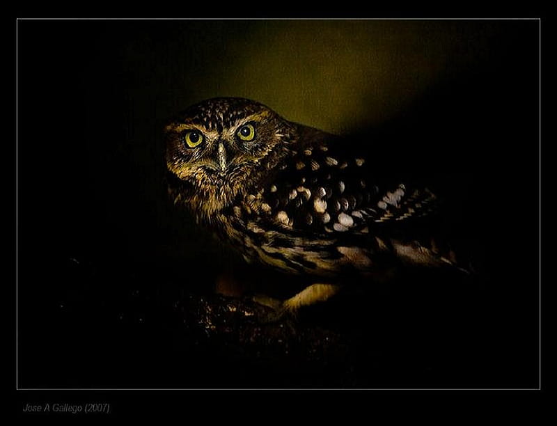 Watching, owl, bonito, bird, feathers brown, HD wallpaper