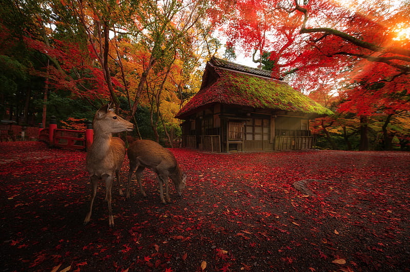 Autumn, Park, Trees, japan, Deer, Hat, HD wallpaper