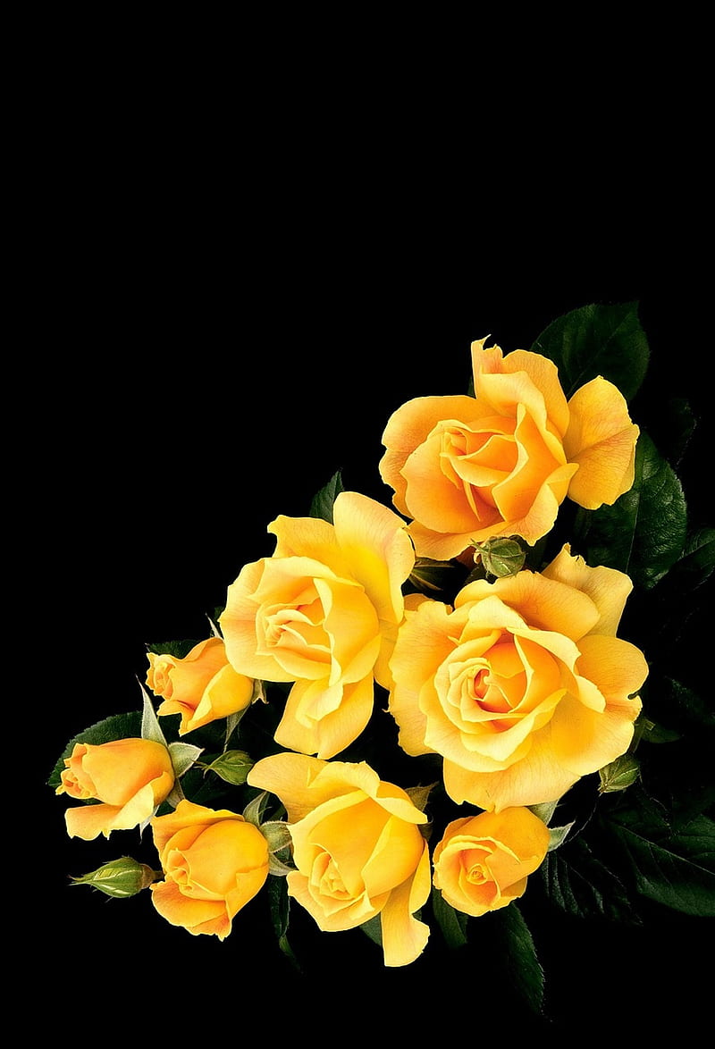 Yellow Rose, black, floral, flowers, nice flowers, rose yellow, HD phone  wallpaper | Peakpx