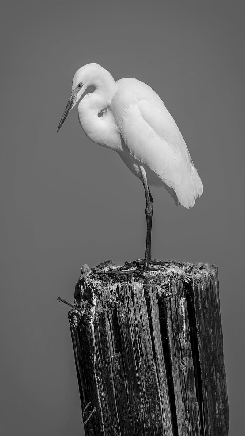 heron, bird, black and white, HD phone wallpaper