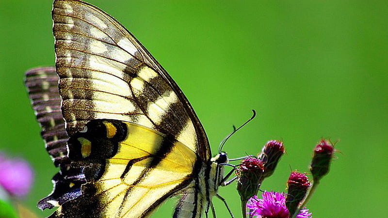 Yellow Black Eastern Tiger Swallowtail Butterfly On Purple Flower Plant In Green Background Butterfly, HD wallpaper