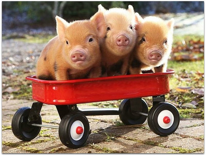 PIGS IN A BARROW, BARROW, NATURE PIGS, HD wallpaper