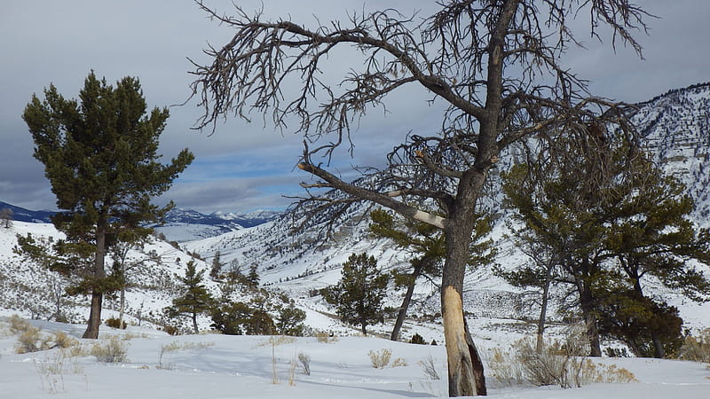 Winterscape, mountains, blue sky, trees, hillside, winter, HD wallpaper