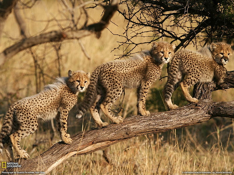 Cheetah Cubs South Africa-National Geographic, HD wallpaper
