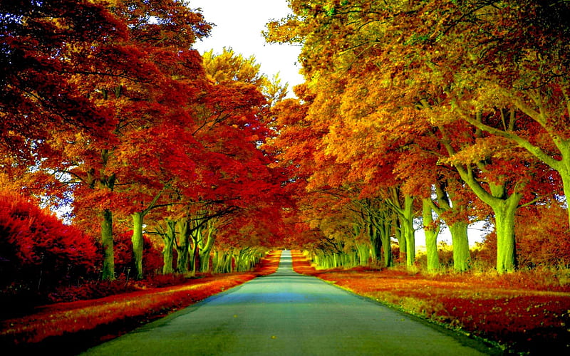 AUTUMN ALLEY, nature, road, trees, autuumn, alley, HD wallpaper | Peakpx