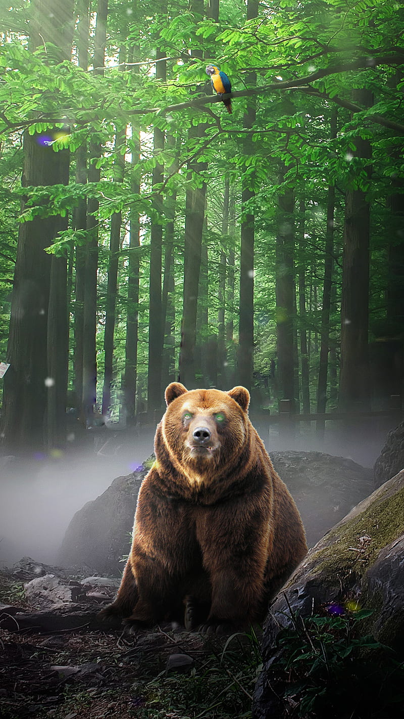 Urso pardo, arara, bear, bears, floresta, grizzly, manipulation, papagaio, HD phone wallpaper