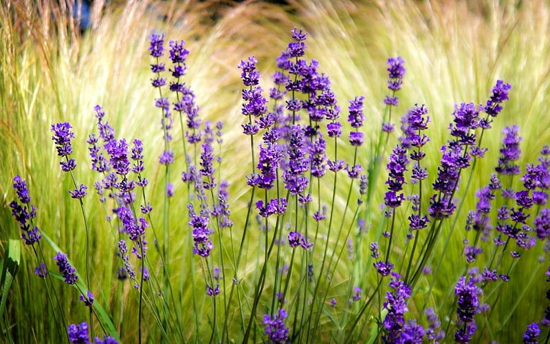 lavender field blur sharpen-Beautiful flowers, HD wallpaper