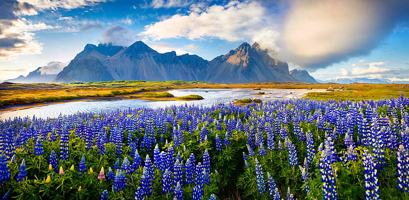 The flowers of Iceland, flowers, bonito, summer time, blooms, field, Iceland, colorful, panorama, lake, mountain, HD wallpaper