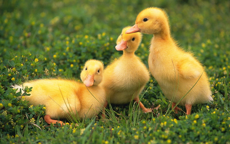 Duck family, family, duck, bird, grass, HD wallpaper