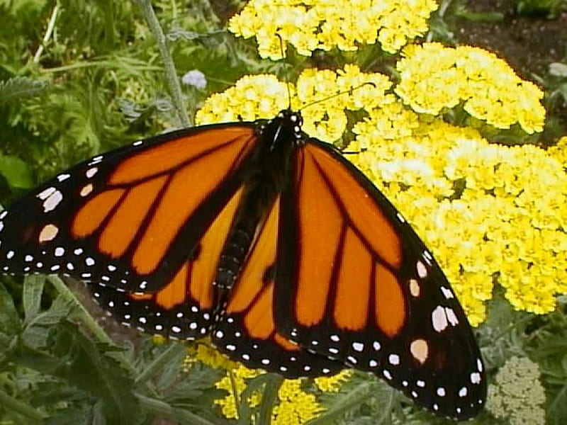 A pretty butterfly, butterfly, orange, insect, flowers, black, wildlife, yellow, monarch, HD wallpaper