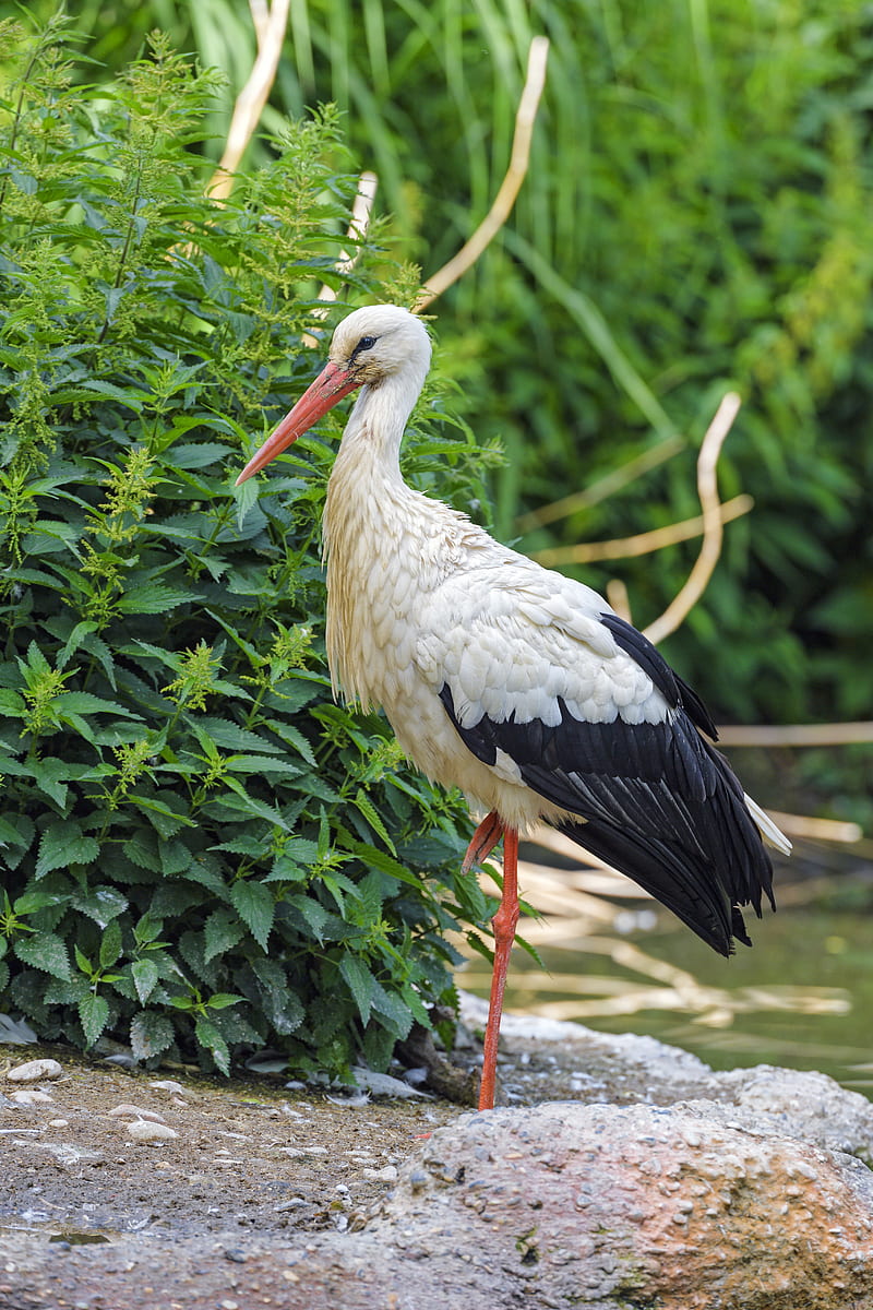 stork, bird, beak, bushes, stones, HD phone wallpaper
