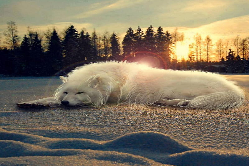 a cold place to sleep, sundown, snow, wolf, white, trees, HD wallpaper