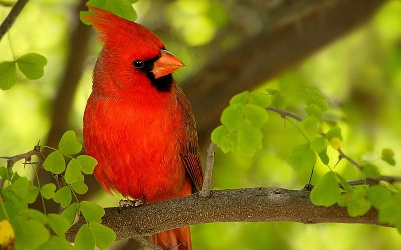 Cardenal rojo, rojo, pájaro, cardenal, animal, Fondo de pantalla HD | Peakpx