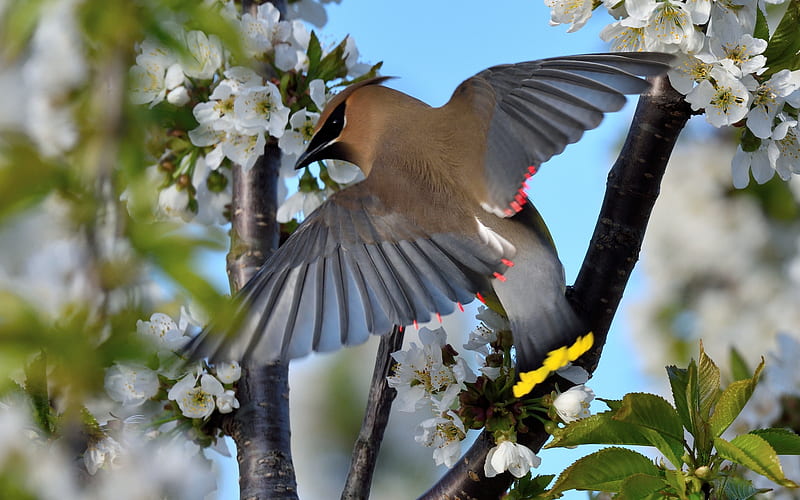 Waxwings on Cherry Tree, waxwings, tree, bird, spring, animal, cherry, HD wallpaper