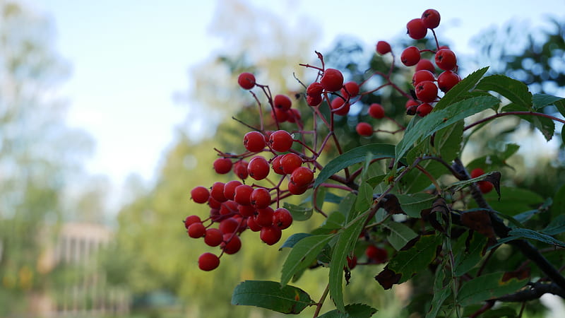 rowan, berries, leaves, branches, macro, blur, HD wallpaper