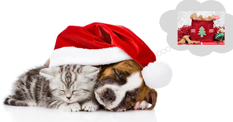 Christmas dream, sleep, craciun, christmas, caine, gift, cat, animal, hat, santa, funny, kitten, dream, couple, pisica, puppy, dog, HD wallpaper
