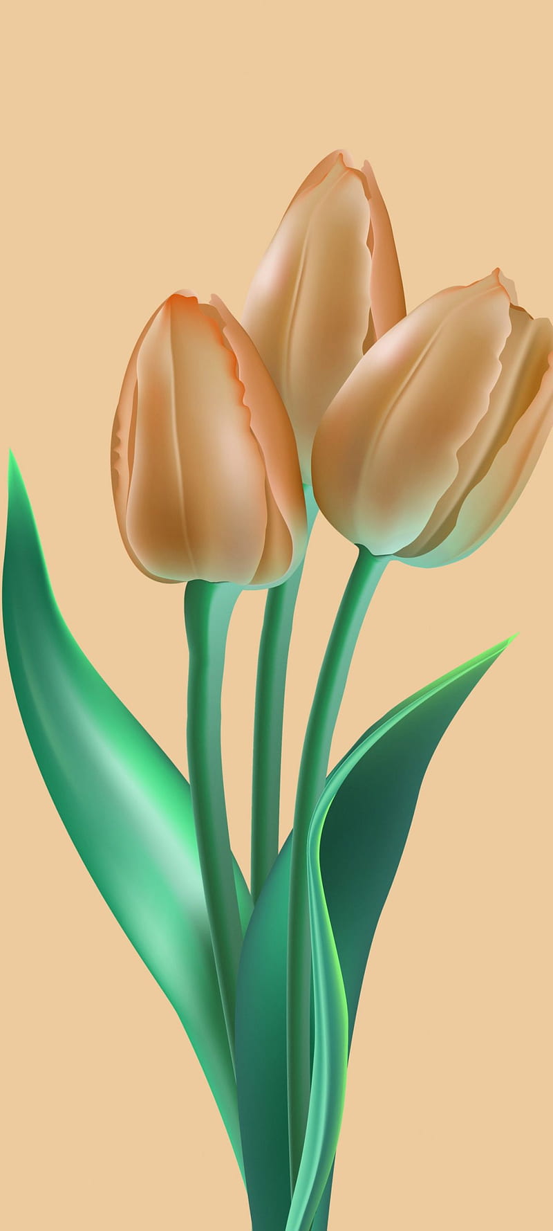 Android 12 1, giant white arum lily, Apple, amoled, art, one Plus, Android 12, flower, latest, HD phone wallpaper