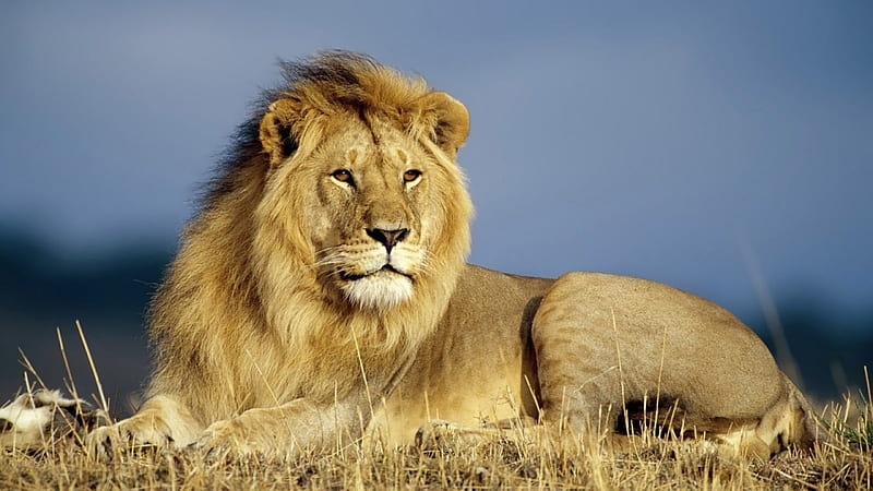 Big Lion, africana, regele, leu, savana, HD wallpaper