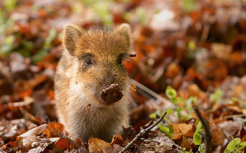 Little wild Boar, pig, young, small, wild, HD wallpaper