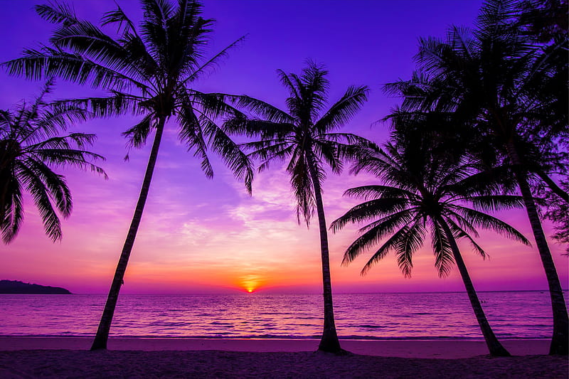 Purple sunset, tropics, sea, palms, ocean, sunset, bonito, sky, beach, paradise, purple, summer, island, HD wallpaper