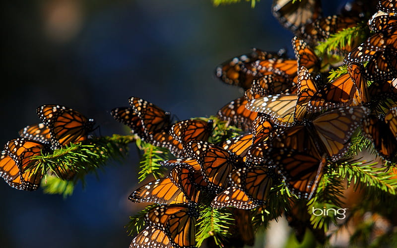 Monarch butterflies migrating to Central Mexico, HD wallpaper