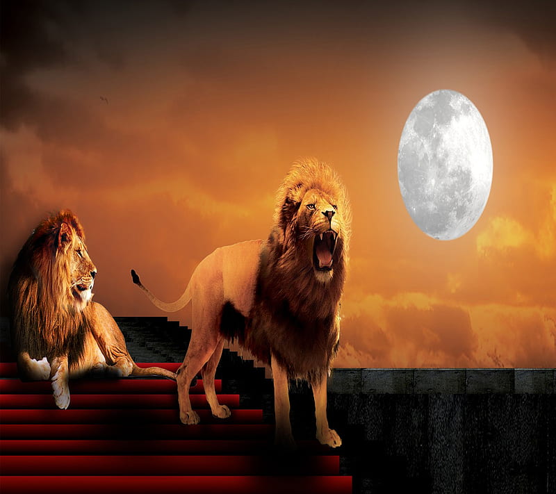 Lions, HD wallpaper