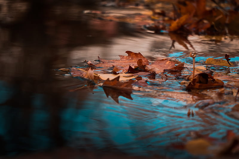 Dried Leaves on Body of Water, HD wallpaper