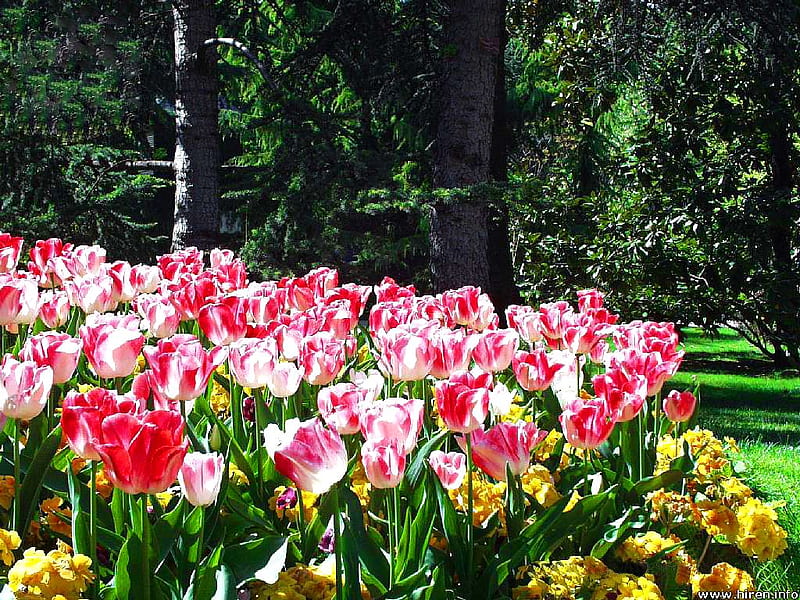 Tulip Display, flower bed, flowers, garden, park, tulips, trees, HD wallpaper