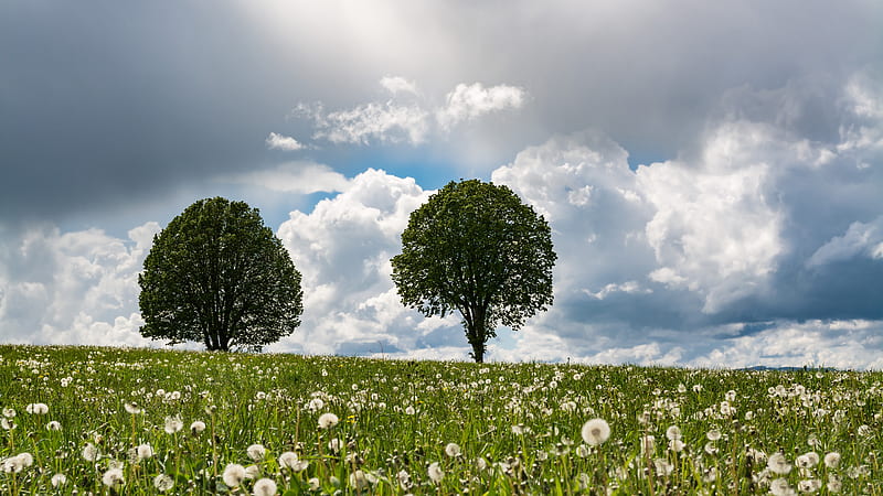 Campo de flores de diente de león blanco árboles verdes en nubes blancas flores  del cielo azul, Fondo de pantalla HD | Peakpx