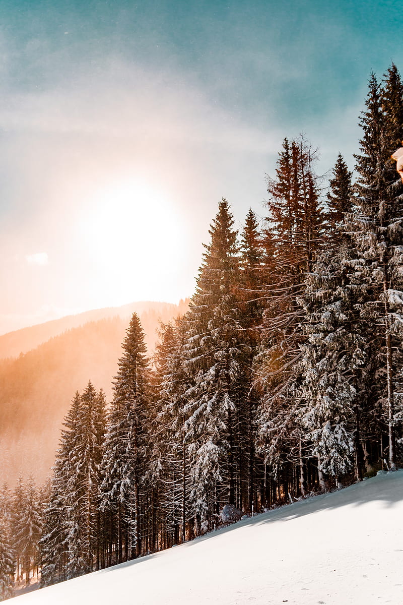 slope, winter, snow, trees, sky, sunlight, HD phone wallpaper