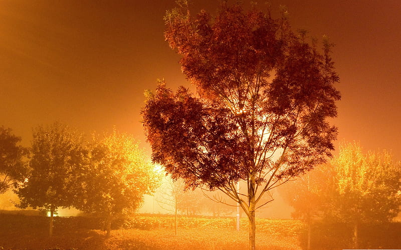 trees by streetlight-Nature, HD wallpaper