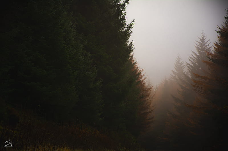 forest, conifer, fog, trees, autumn, HD wallpaper