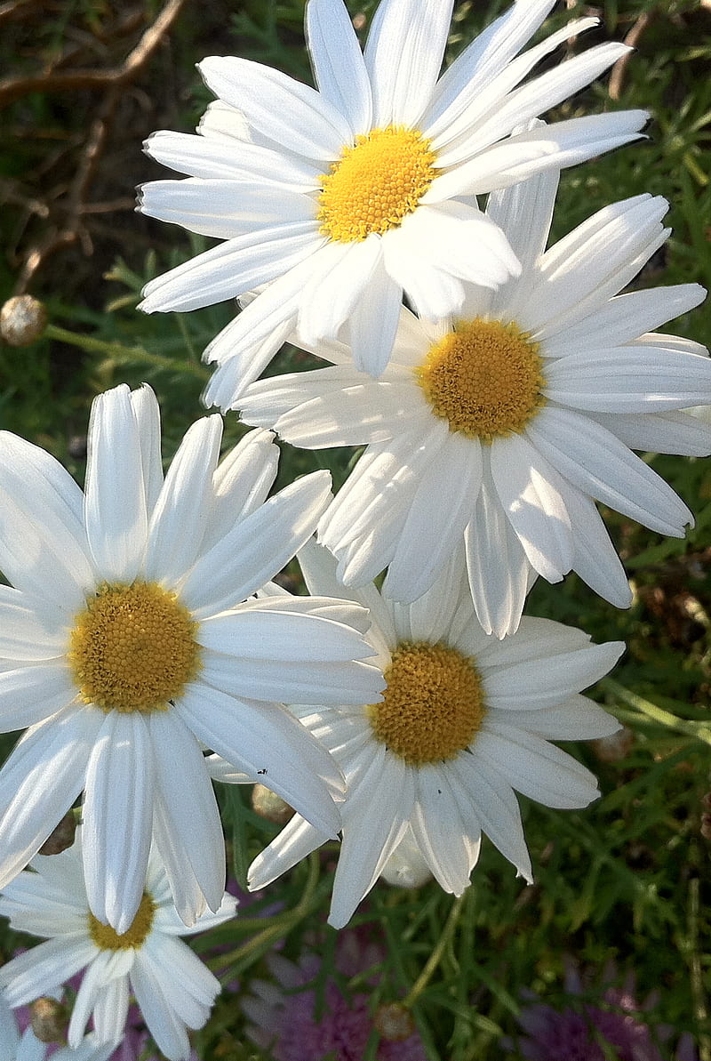 White Daisies, flowers, landscape, nature, HD phone wallpaper | Peakpx