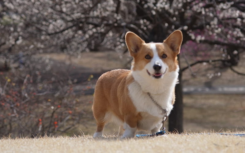 Pembroke Welsh Corgi, welsh corgi, pembroke, animal, dog, HD wallpaper