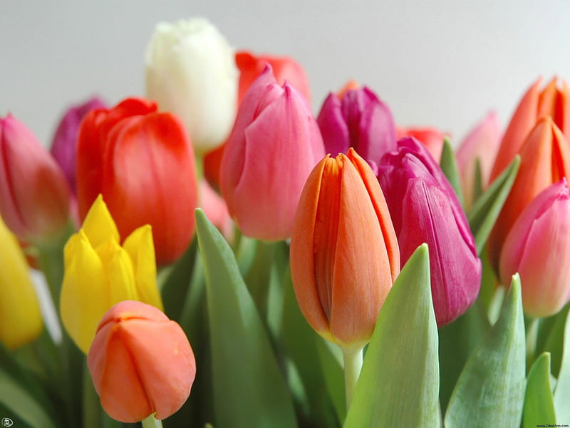 Stunning Tulips, Yellow, Tulips, Flowers, Orange, HD wallpaper