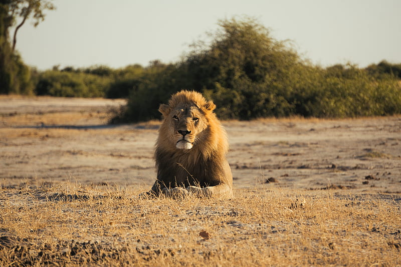 lion, big cat, king of beasts, mane, HD wallpaper