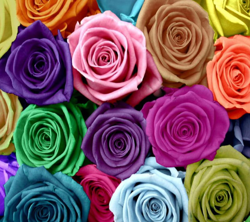 Colorful Roses, cool, love, HD wallpaper