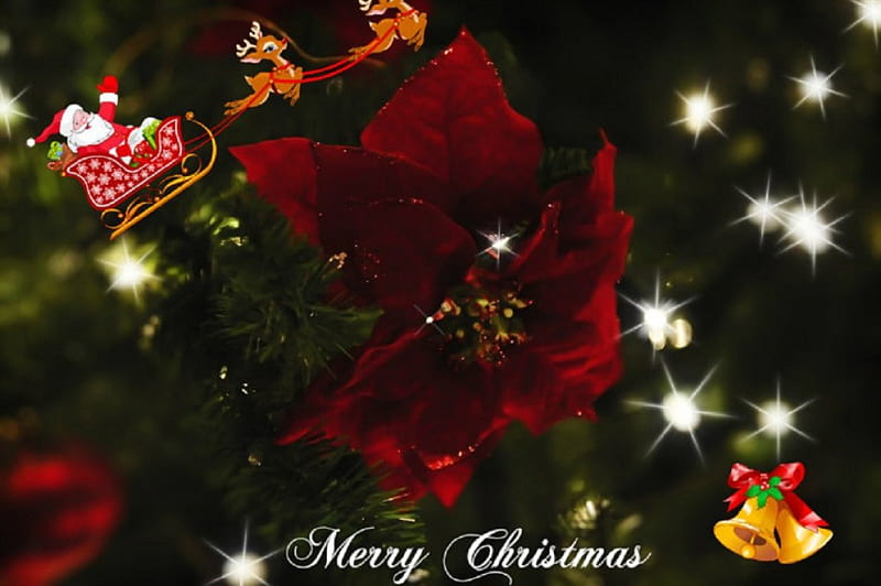 ~ ღ Merry Christmas ღ ~, Christmas, flowers, greetings, red poinsettia