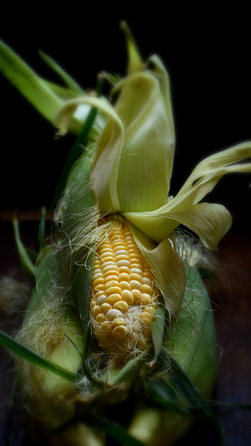 Corn, food, leaves, popcorn, yellow, HD phone wallpaper