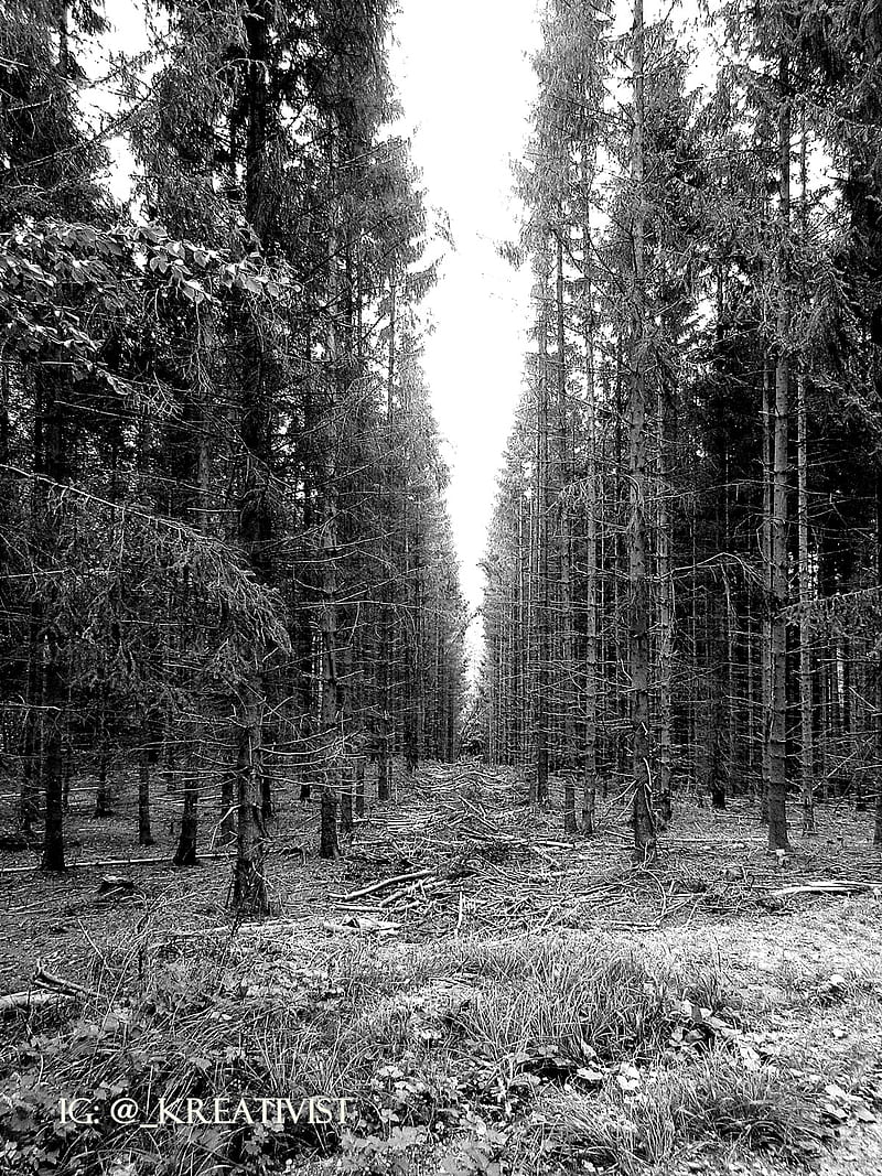 forest, nature, dead trees, monochrome, HD phone wallpaper