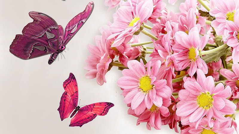 Pink and Pink, gerber, firefox persona, butterflies, spring, floral, daisies, butterfly, summer, flowers, pink, HD wallpaper