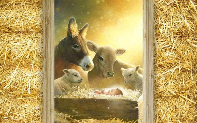 God in Manger, Nativity, Christ, Baby, Jasus, manger, animals, HD wallpaper