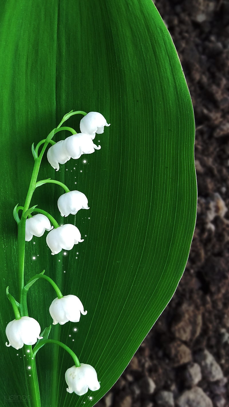 konwalia v3, brown, green, ground, lily of the valley, white, HD phone wallpaper