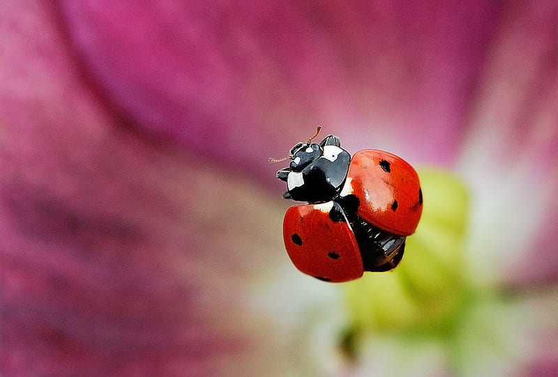 Ladybug, flower, black, red, points, HD wallpaper