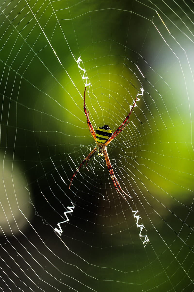spider, insect, cobweb, macro, HD phone wallpaper